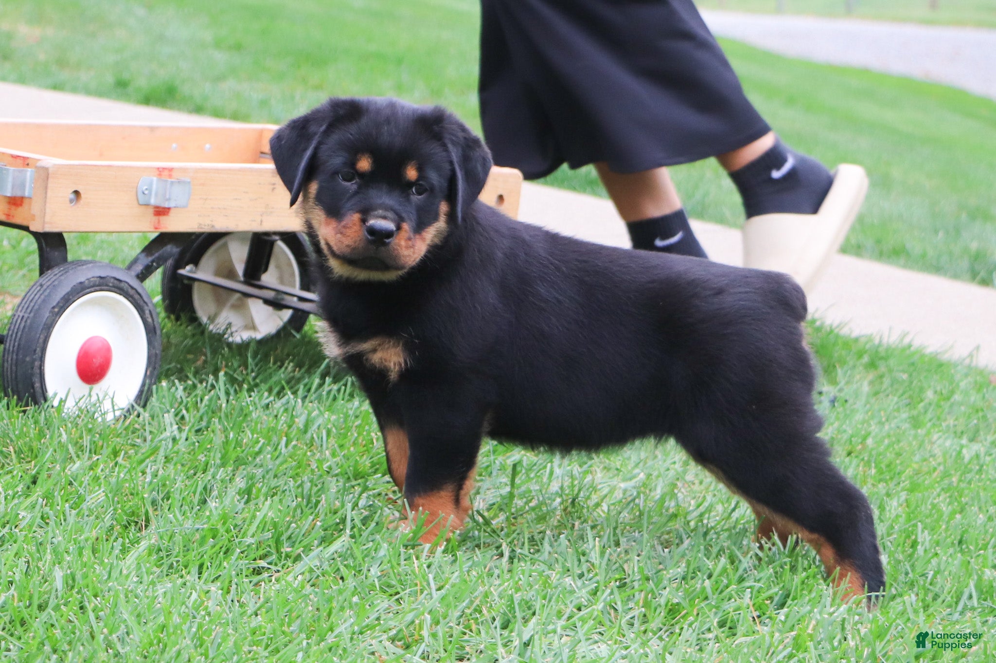 Rottweiler dogs Oakley - Ad 2