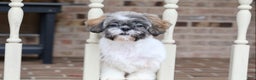Shih Tzu dogs for sale: Snickers (Neutered) - Ad 8