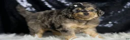 Mini Goldendoodle dogs for sale: Remington - Ad 3