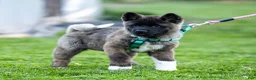 Akita dogs for sale: Fuji Akita Puppy  - Ad 3