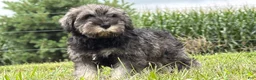 Miniature Schnauzer dogs for sale: Kenneth Miniature Schnauzer  - Ad 6