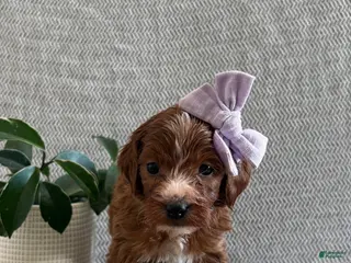 Irish Doodle dogs Juliet - Ad 12