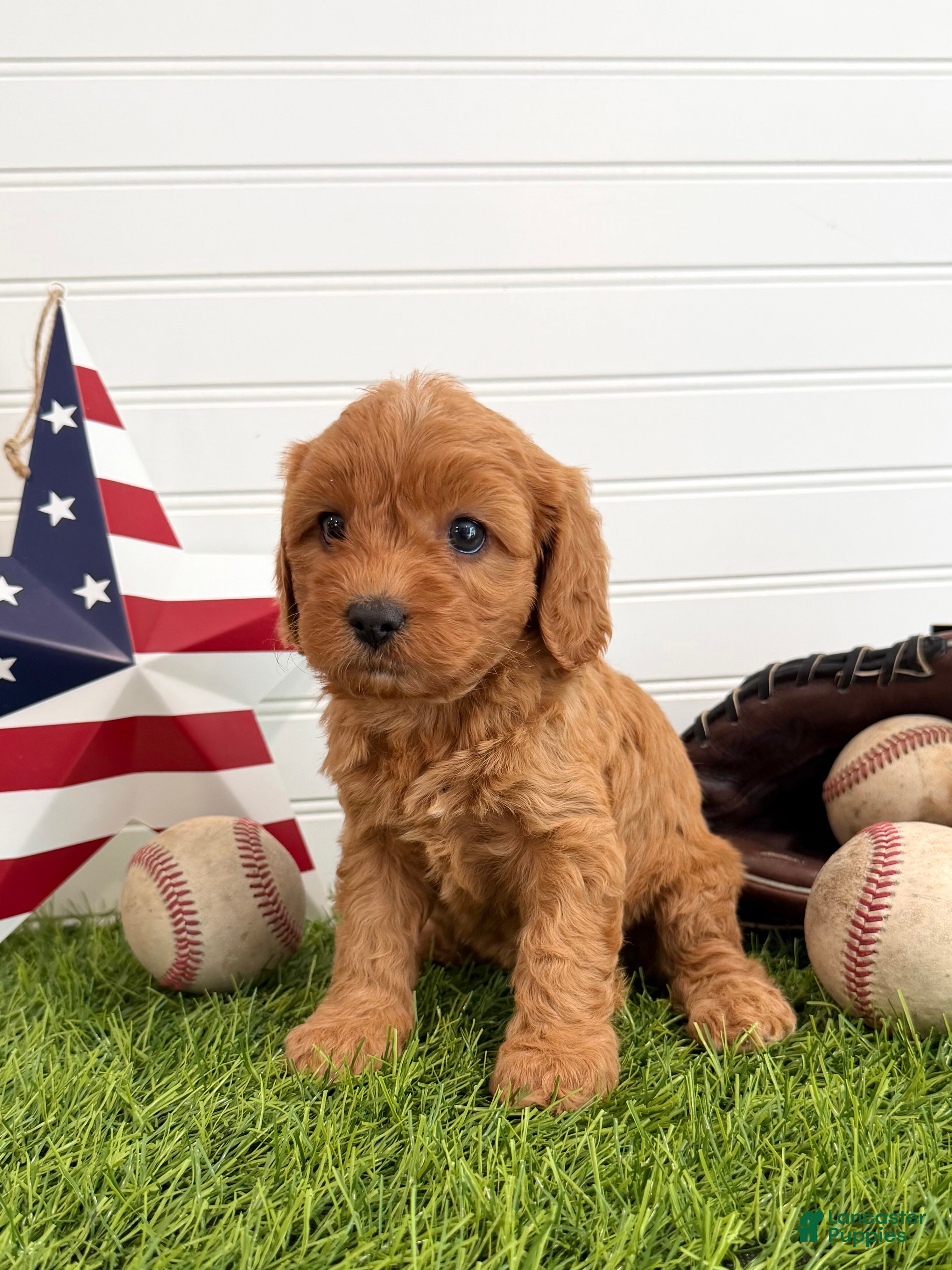 Cavapoo dogs Liberty - Ad 2