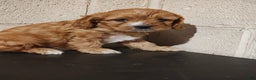 Mixed Breed dogs for sale: Mixed Breed Puppy 2 - Ad 2