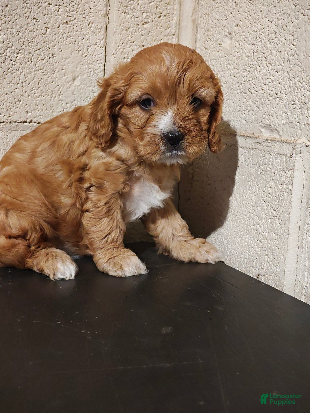 Mixed Breed dogs for sale: Mixed Breed Puppy 2 - Ad 2