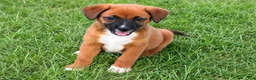 Mixed Breed dogs for sale: Betsey $195 - Ad 2