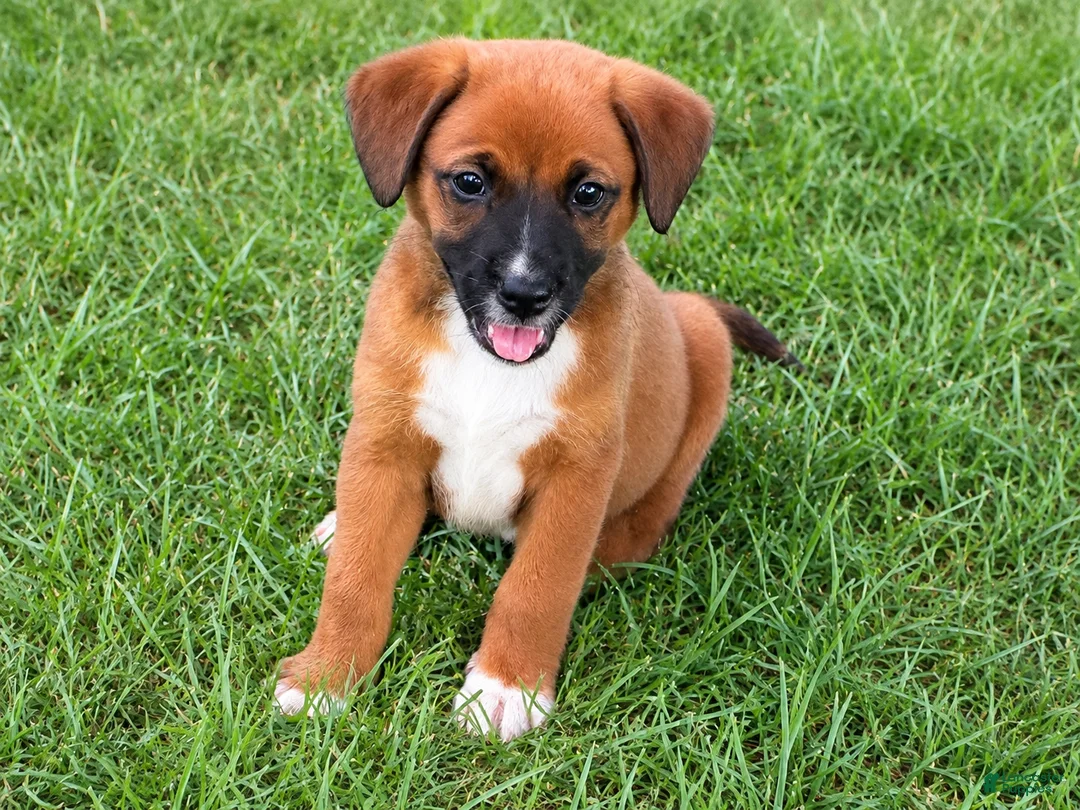 Mixed Breed dogs for sale: Betsey $195 - Ad 2