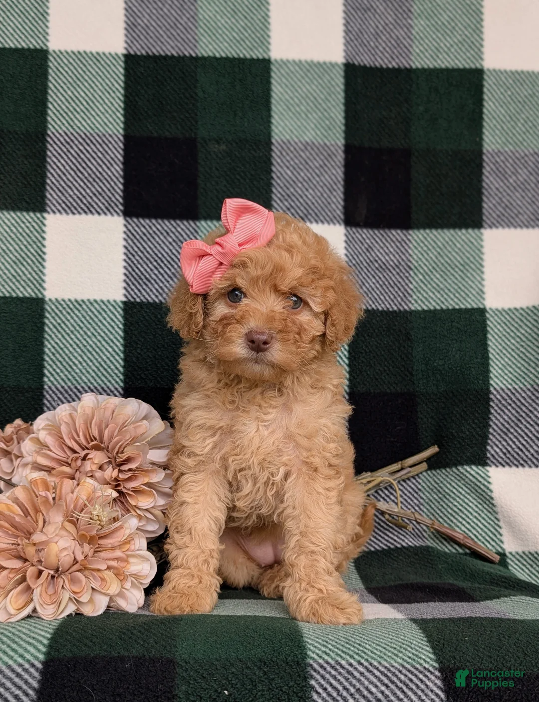 Mixed Breed dogs for sale: Mona Hypoallergenic - Ad 2