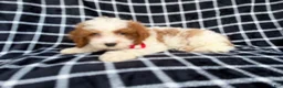 Cavapoo dogs for sale: Boss - Ad 7