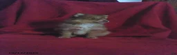 Pomeranian dogs for sale: Timmy - Ad 1
