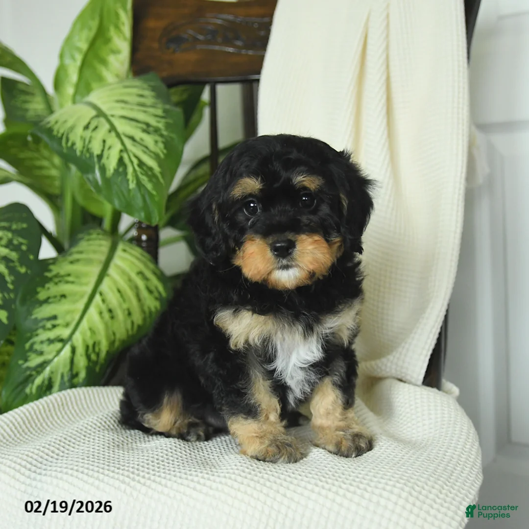 Cavapoo dogs for sale: River - Ad 3
