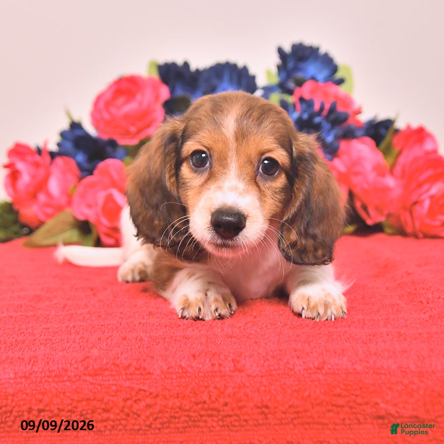 Miniature Dachshund dogs Watson - Ad 1