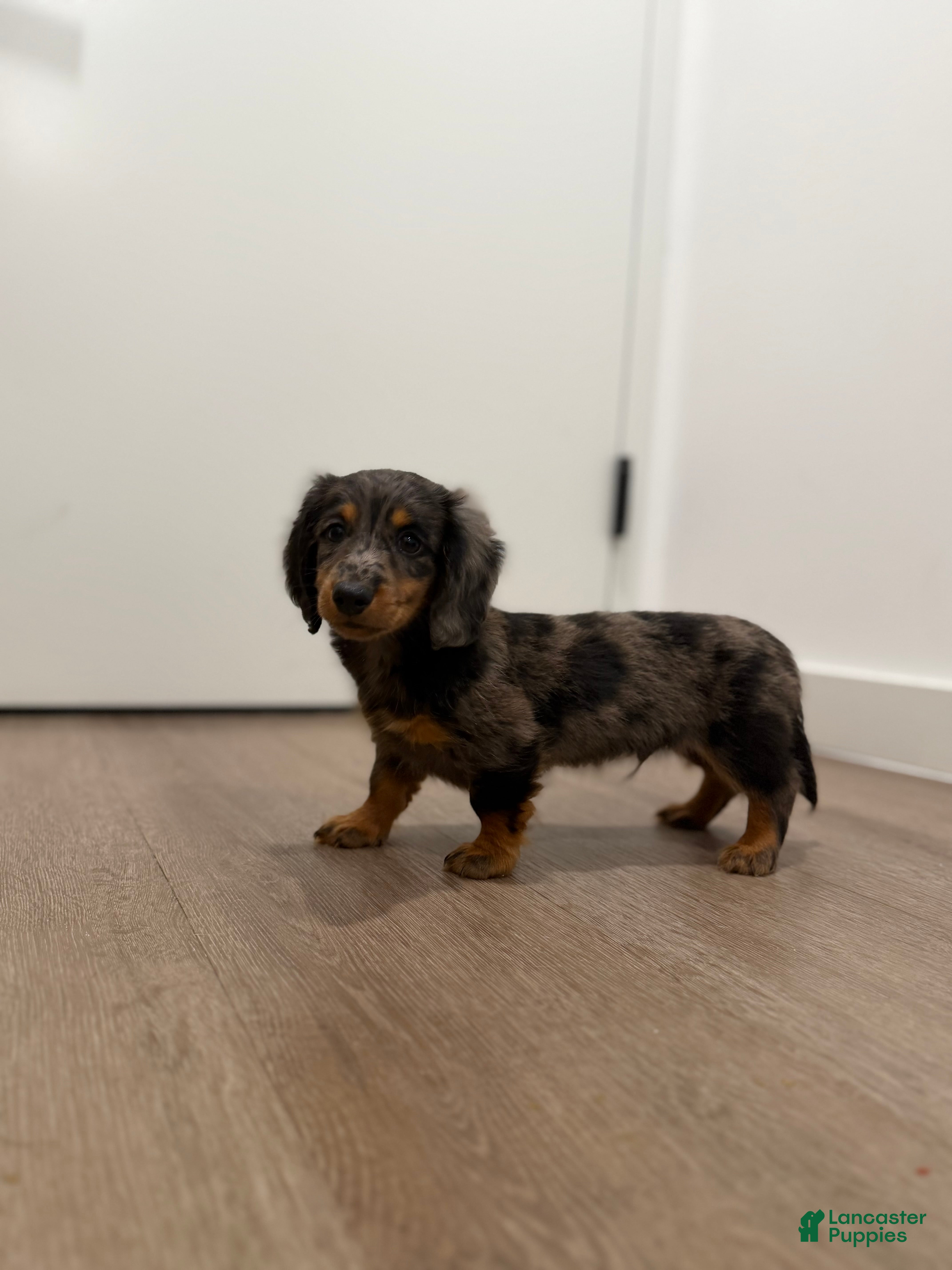 Miniature Dachshund dogs for sale: Mikko  - Ad 2