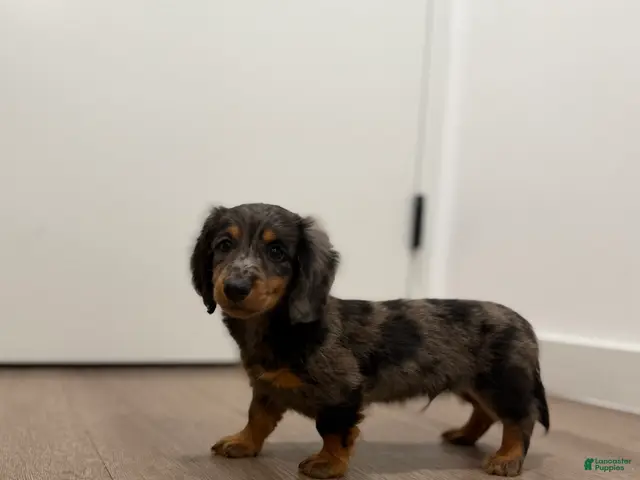 Miniature Dachshund dogs for sale: Mikko - Ad 2