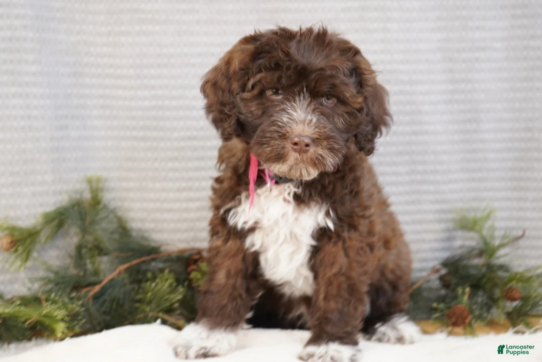 Portuguese Water Dog dogs for sale: Sofi  - Ad 1