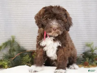 Portuguese Water Dog dogs Sofi - Ad 1