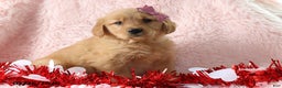 Golden Retriever dogs for sale: Lexus - Ad 1