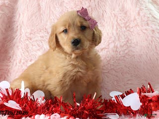 Golden Retriever dogs Lexus - Ad 17