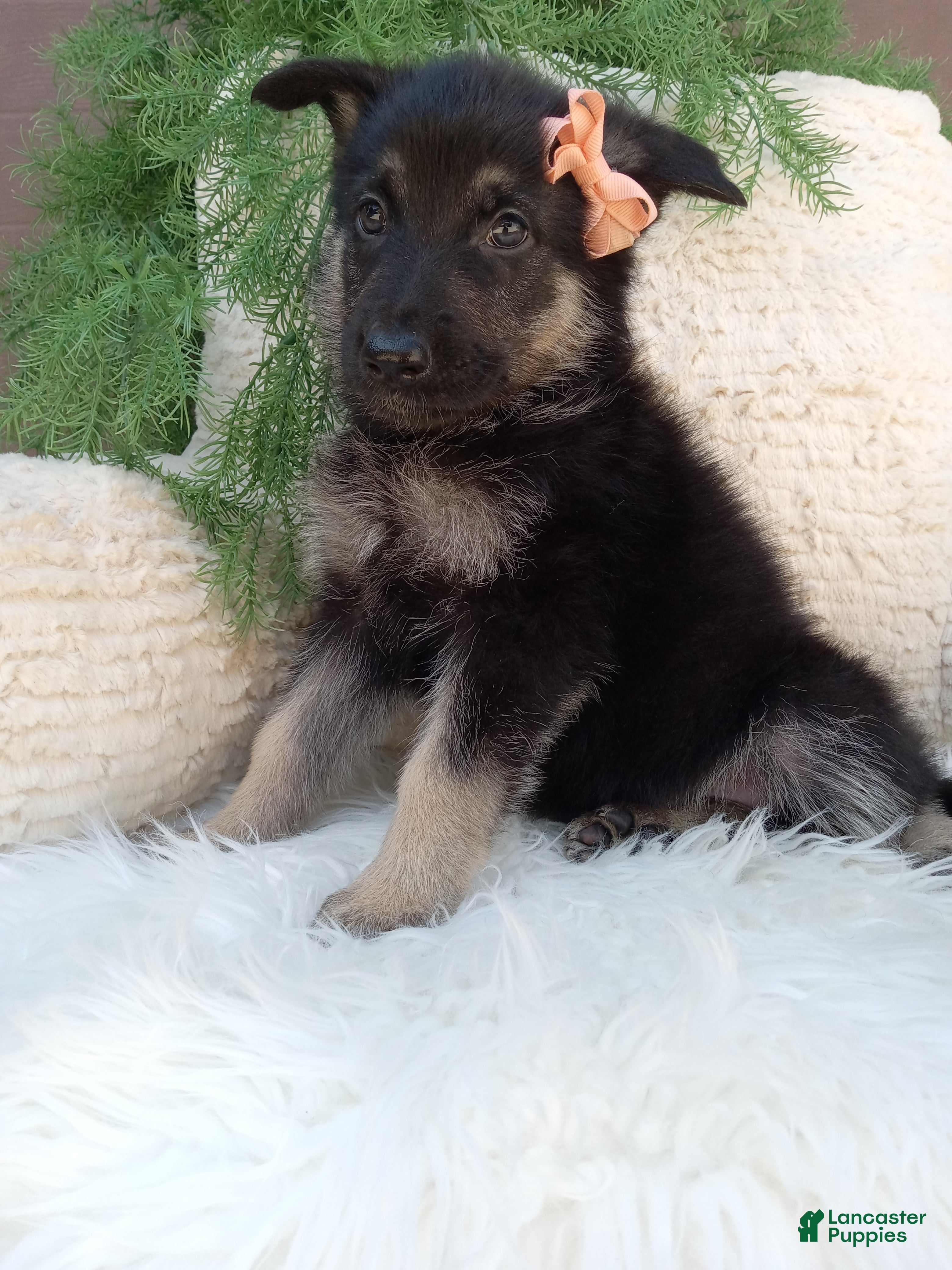 German Shepherd dogs Roxy  - Ad 2