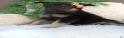 German Shepherd dogs for sale: Roxy  - Ad 2