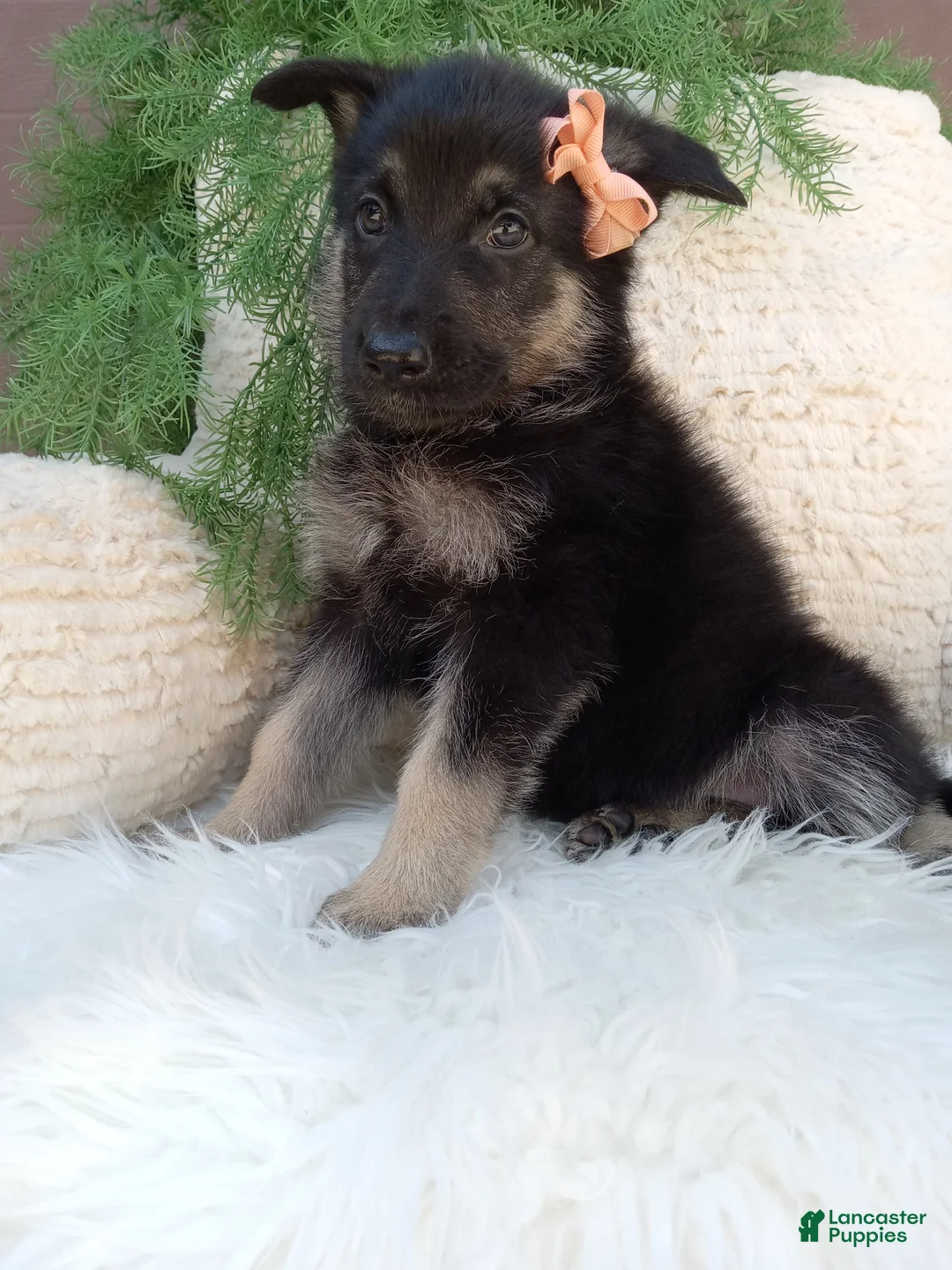 German Shepherd dogs for sale: Roxy  - Ad 2