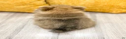 Pomeranian dogs for sale: Cuddles - Ad 4