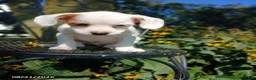 Mixed Breed dogs for sale: Rufus - Ad 2