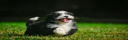 Bernedoodle dogs for sale: Sally - Ad 4