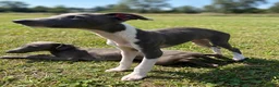 Italian Greyhound dogs for sale: Bean - Ad 2