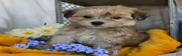 Morkie dogs for sale: Lexie - Ad 7