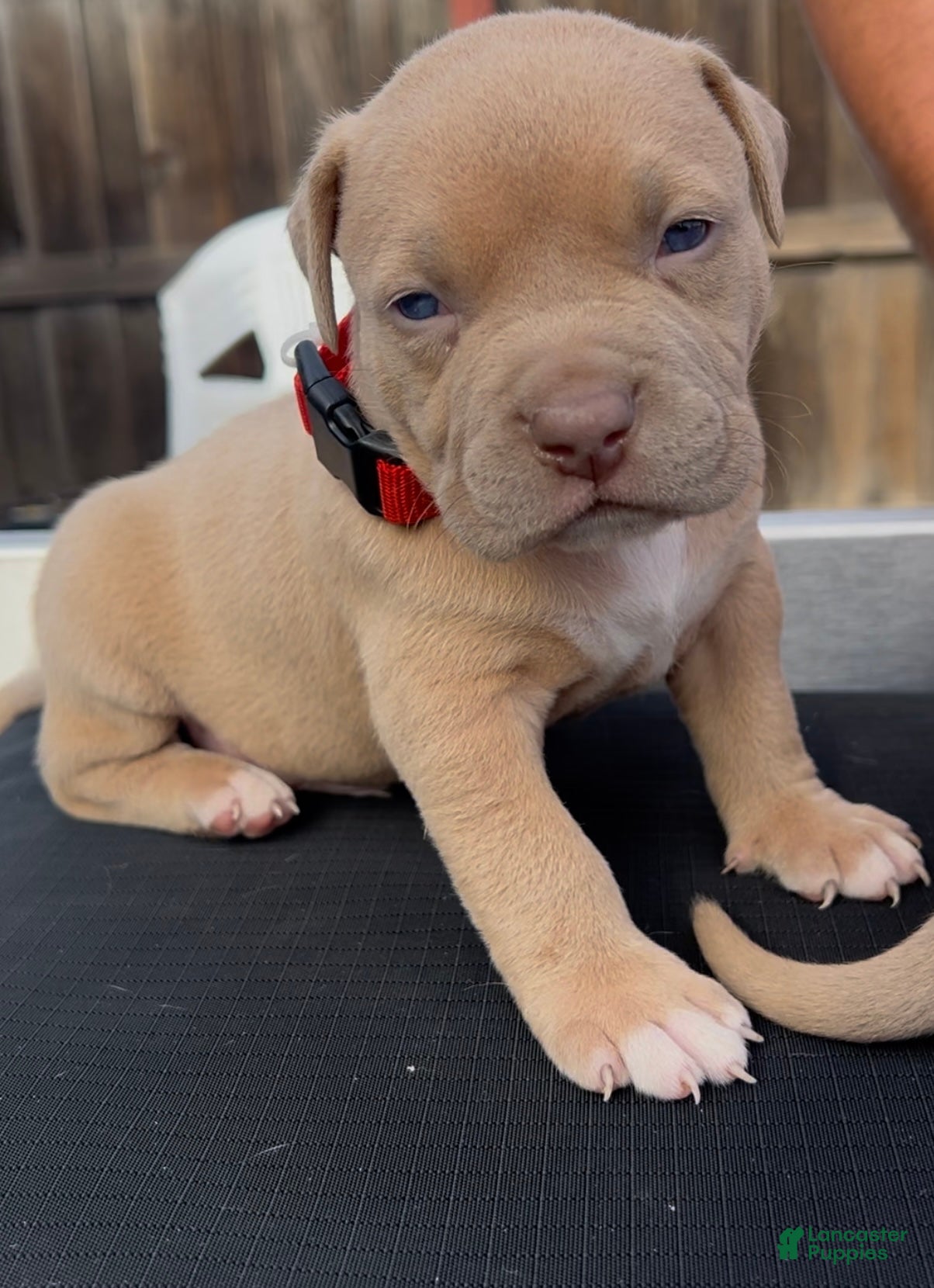 American Bully dogs Tony - Ad 41