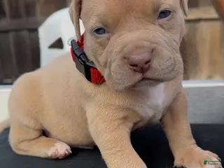 American Bully dogs Tony - Ad 9