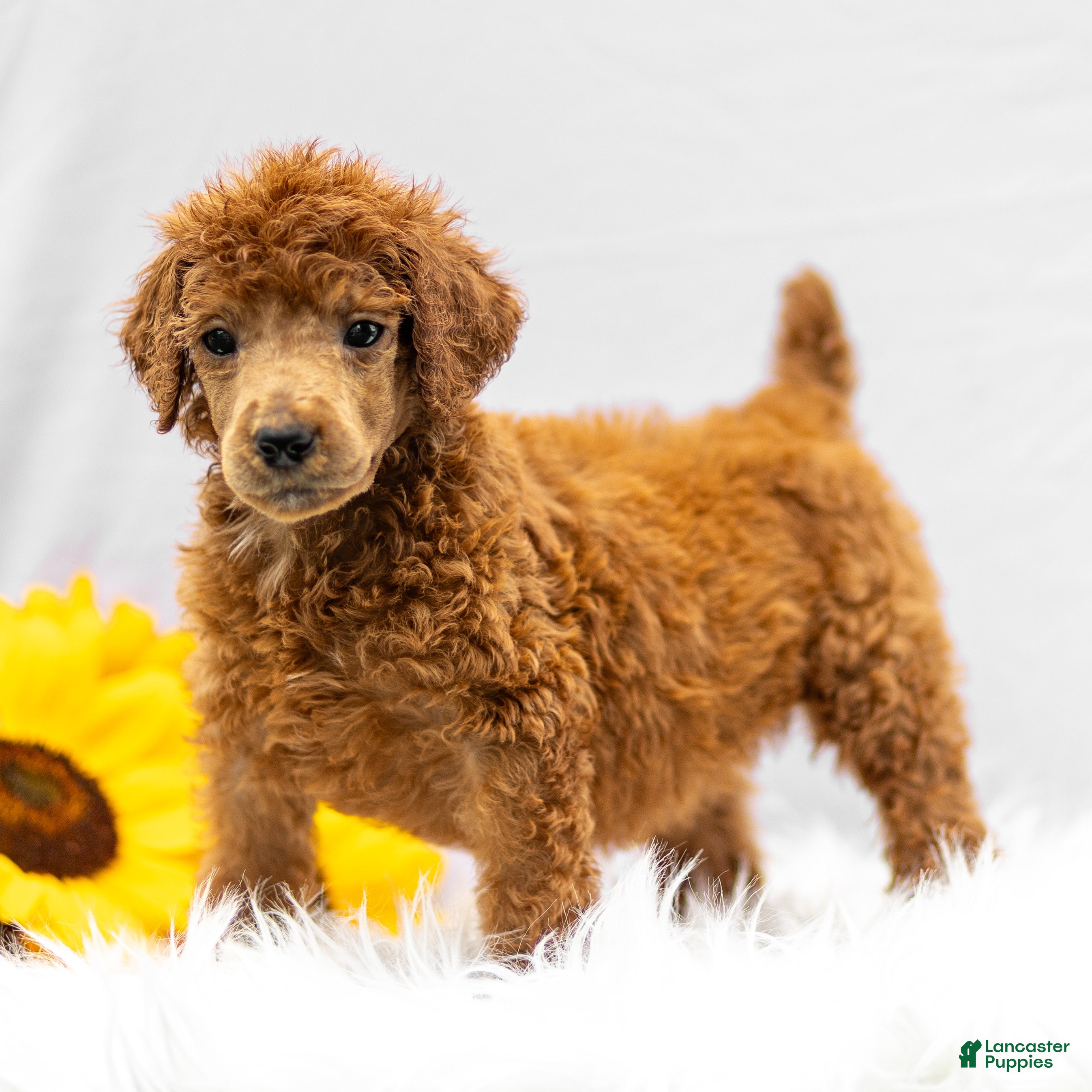 Standard Poodle dogs Mason - Ad 1