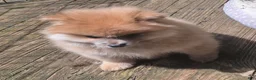 Pomeranian dogs for sale: cream sable frmale - Ad 2