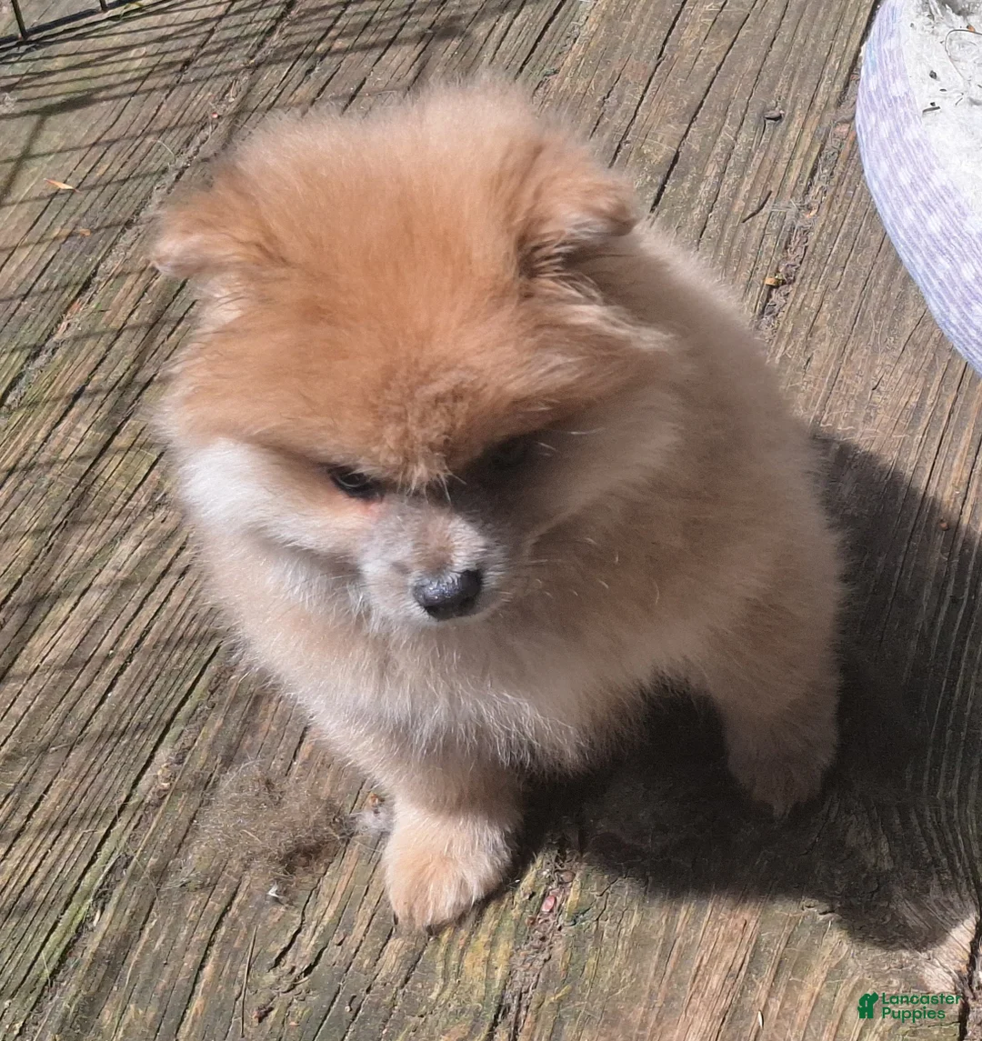 Pomeranian dogs for sale: cream sable frmale - Ad 2