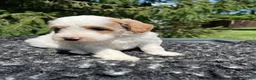 Mini Goldendoodle dogs for sale: Kobe - Ad 4