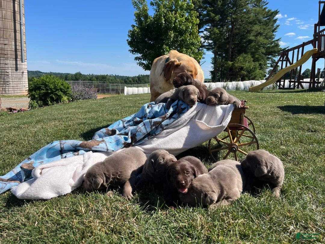 Labrador Retriever dogs for sale: Theo ❤️AKC Heart Tested - Ad 1