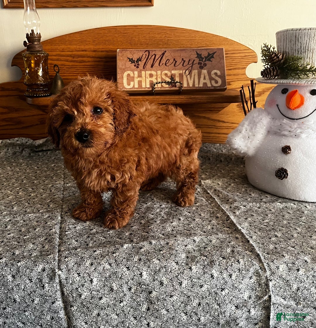 Toy Poodle dogs for sale: Jordan - Ad 7