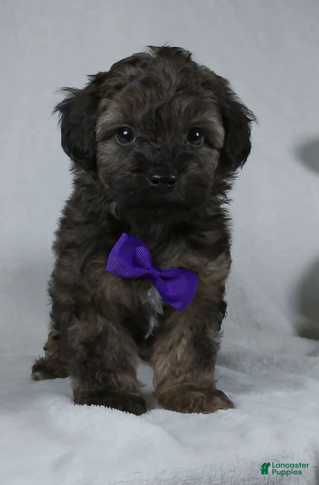 Yorkiepoo dogs for sale: Zach - Ad 1