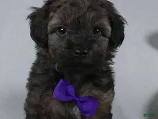 Yorkiepoo dogs for sale: Zach - Ad 1