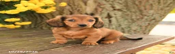 Miniature Dachshund dogs for sale: Dreamer - Ad 4