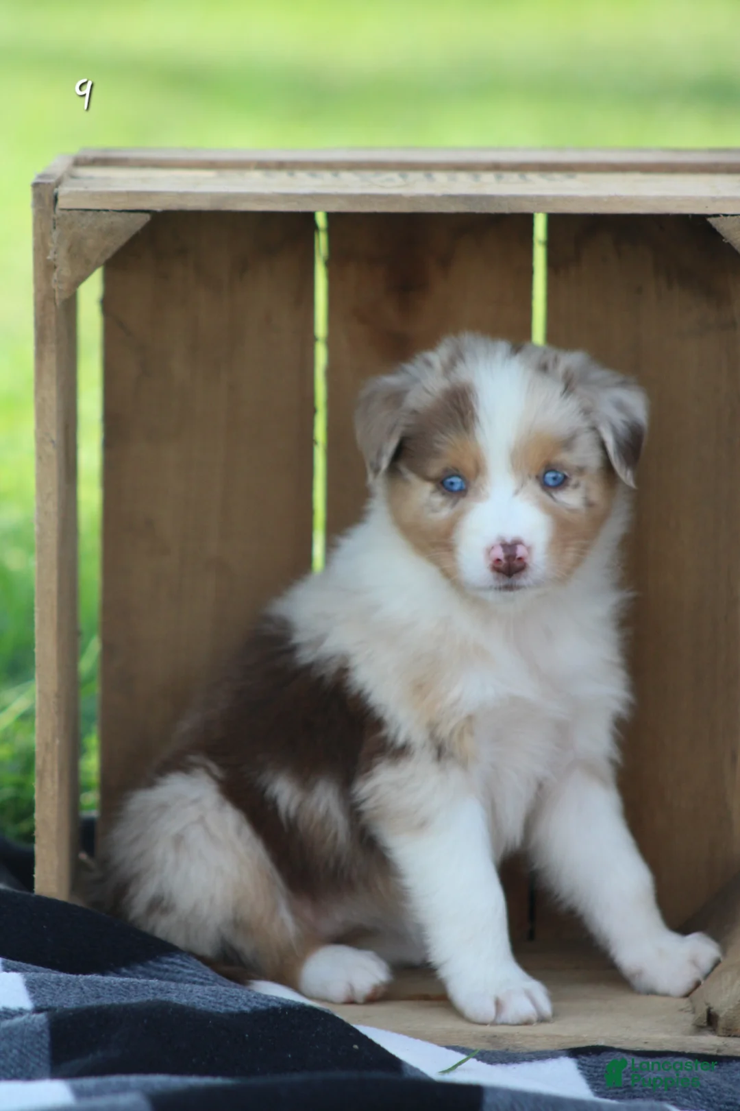 Australian Shepherd dogs for sale: Molly  - Ad 2