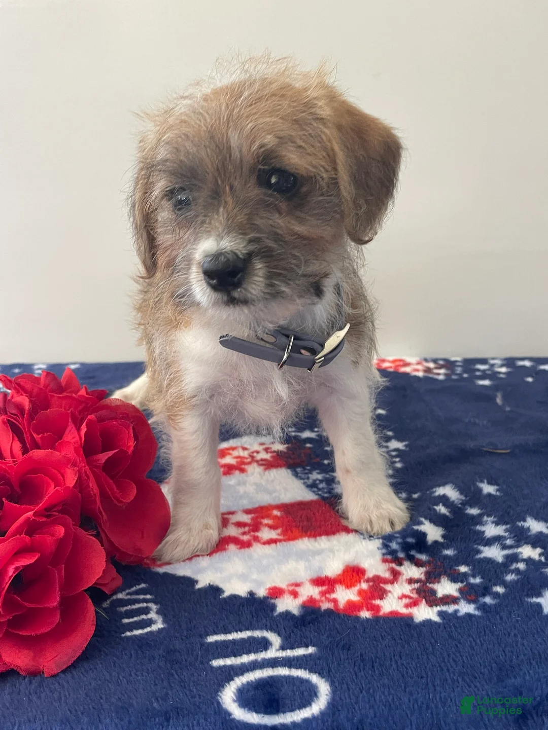 Jackapoo dogs for sale: Josh - Ad 2