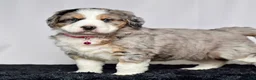 Bernedoodle dogs for sale: Ms. Sadie - Ad 5