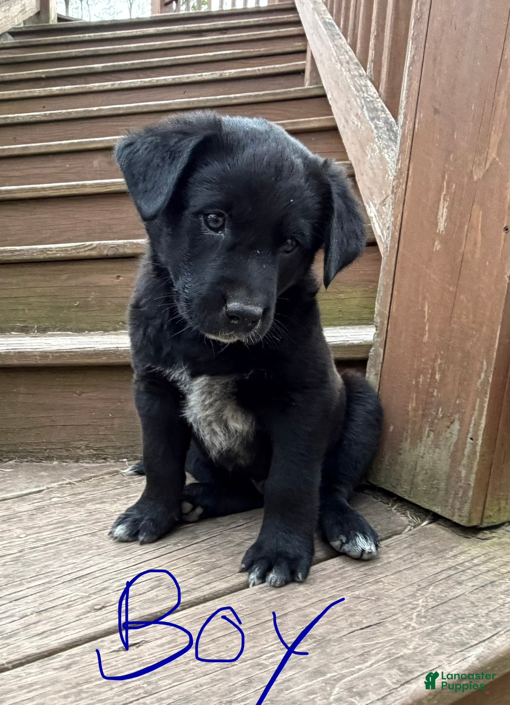 Mixed Breed dogs Jaxon - Ad 7