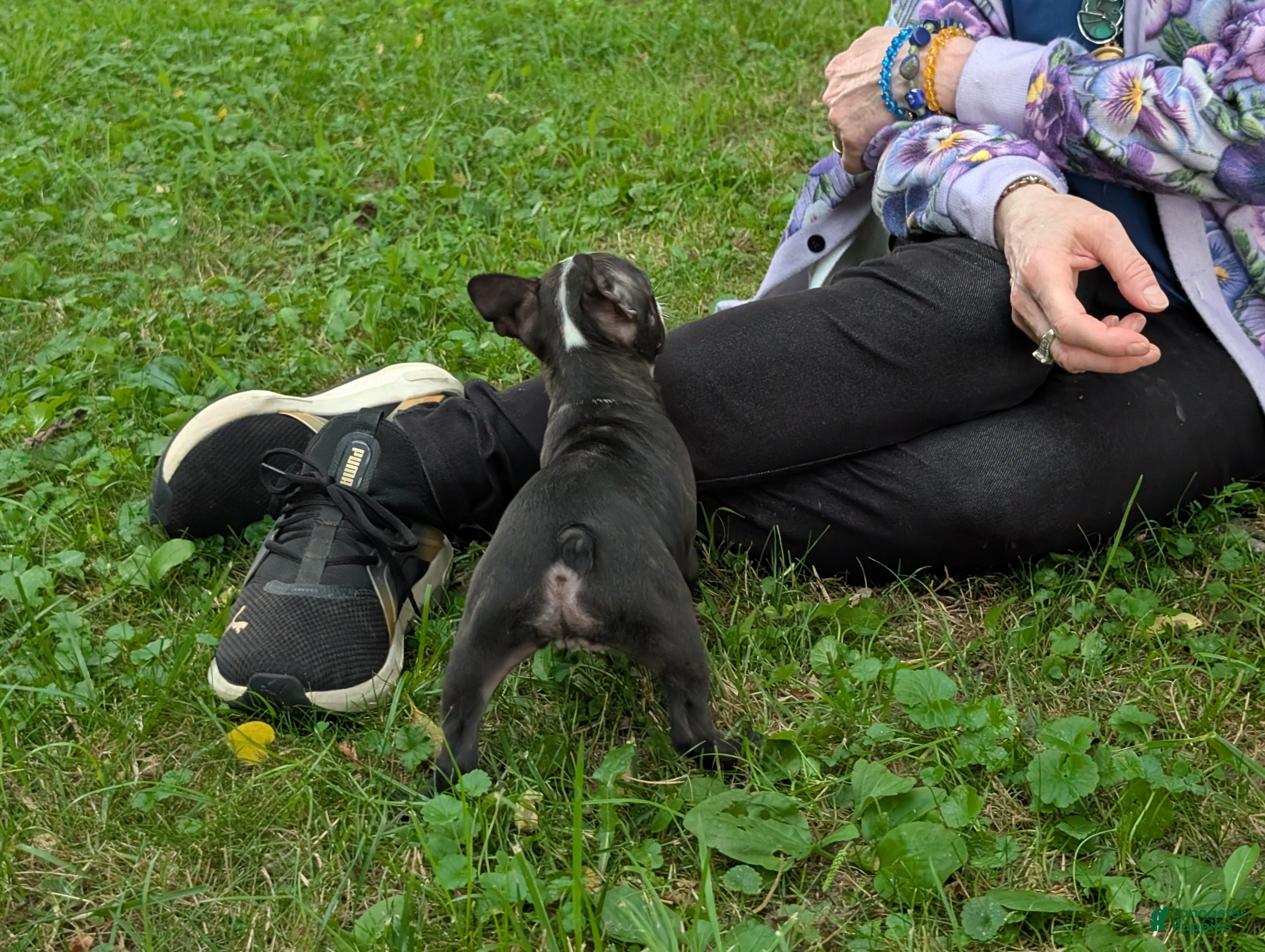 Frenchton dogs Jane - Ad 2
