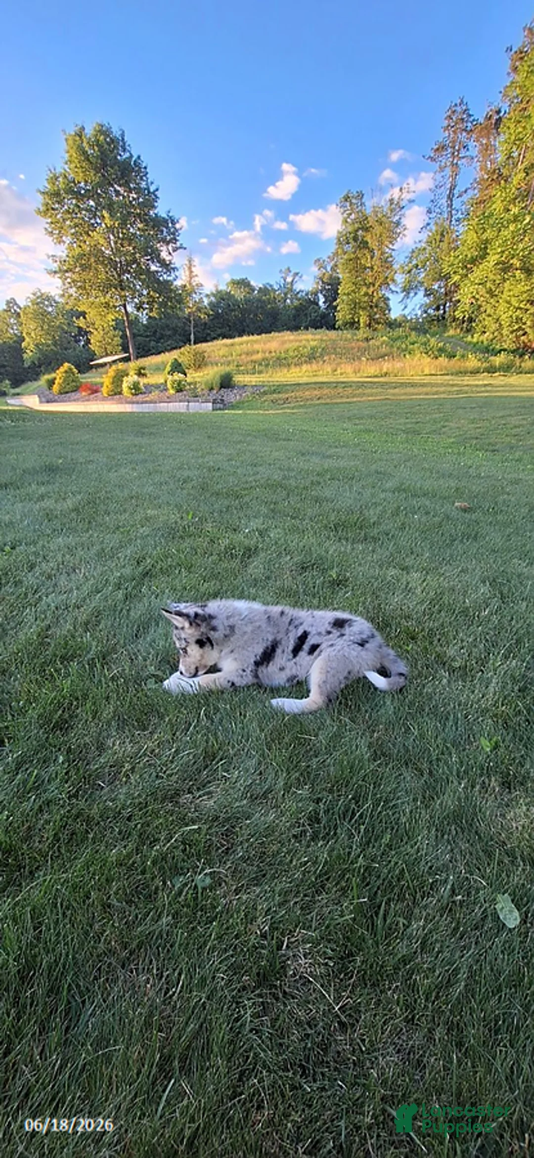 Mixed Breed dogs for sale: Wolf    - Ad 3