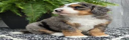 Mini Bernedoodle dogs for sale: Mini Ace - Ad 4