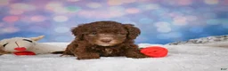Mini Goldendoodle dogs for sale: Cliffy - Ad 5