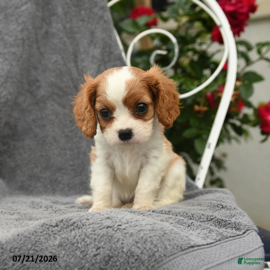 Cavalier King Charles Spaniel dogs for sale: Stella - Ad 1